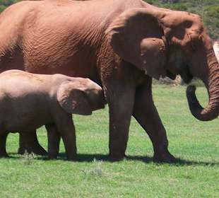 Elefantenbaby beim säugen