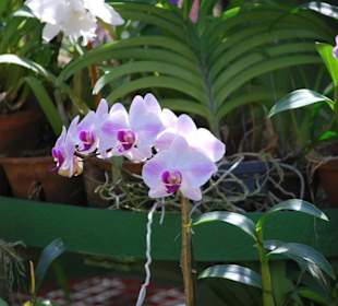 Orchideenhaus Kandy