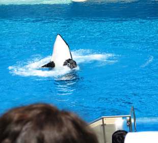 Killerwalvorführung