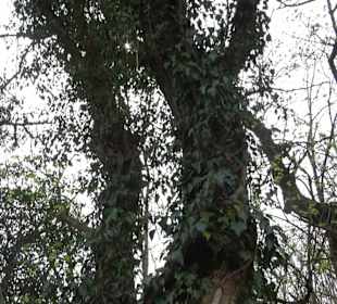 Biotop Knoblauchfelsen