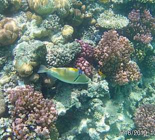 Schnorcheln Makadi Bay