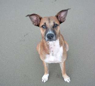Hund Strand Cabarete