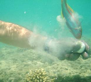 Beim Schnorcheln gesehen