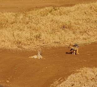 Schakale am Weg