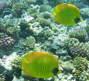 Im Riff vor dem Hoel