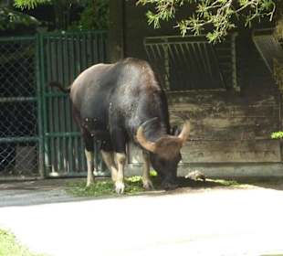 Gaur
