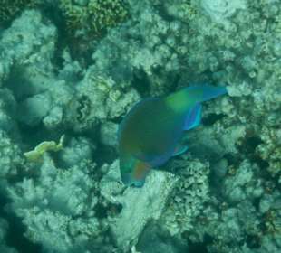 Meeresbewohner vom Riff Hotel Iberotel Coraya Beach