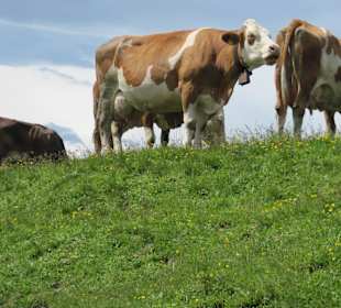 Uns geht es gut in der Sommerfrische