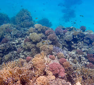 Schnorcheln Makadi Bay