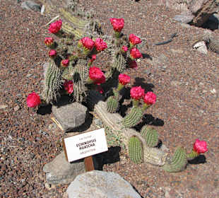 Echinopsis Huascha