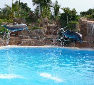 Delfin Show