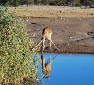 Etosha- Nationalpark