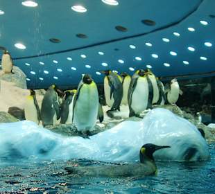 Pinguine im Loro-Parque