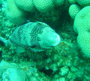 Kugelfisch hat Hunger