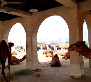 Kamelmarkt Doha
