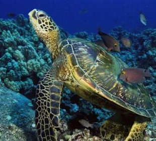 One of amazing dive pic.s...