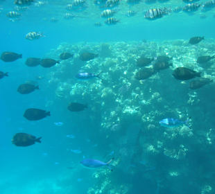 Submarine Sharm