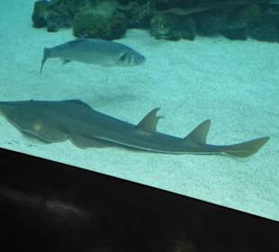 Fische im großem Aquarium