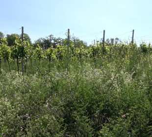 Früchtetrauf - Wurmlinger Kapellenwegle