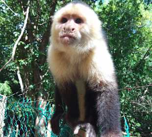 Aufpassen, die stehlen alles