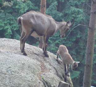 Junger Steinbock im Naturpark