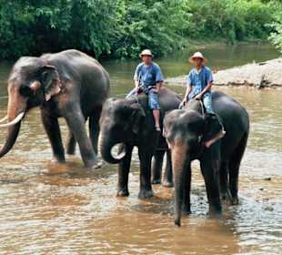 Elefantencamp im Norden