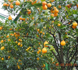 ...der Himmel hängt voller Orangen