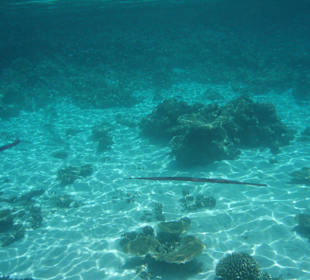 Unterwasseraufnahmen