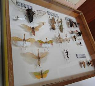 Poring Hot Springs - Schmetterlingsgarten