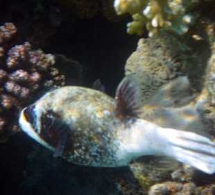 Maskenkugelfisch Hausriff Hotel Fort Arabesque