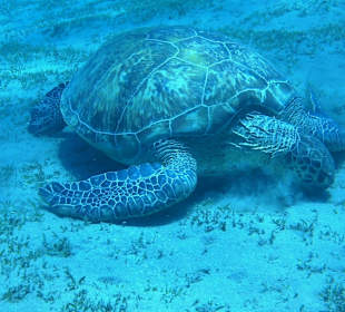 Schildkröte Abu Dabab