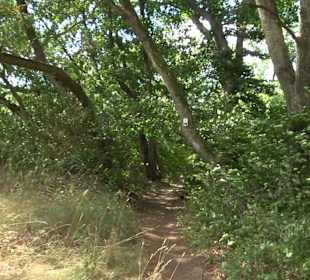 Wandertour Stahleck Greifenstein