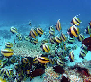 Schnorcheln Hurghada