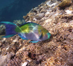 Parrot fish