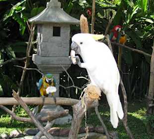 В зоопарке Бали