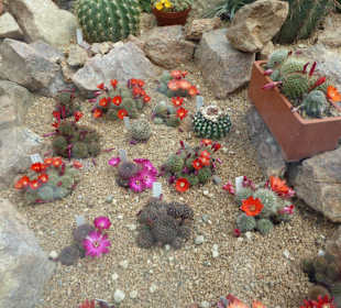 Botanischer Garten München