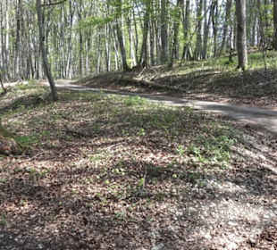 Waldlehrpfad an der Lauter