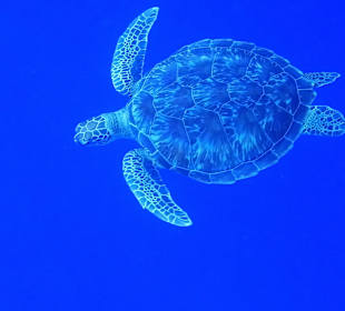 Schildkröte im Hausriff