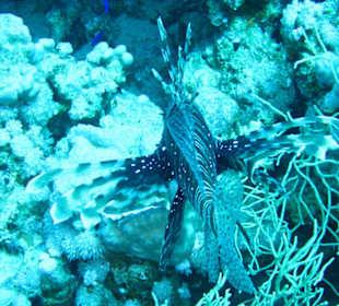Rotfeuerfisch am Hausriff Hotel Melia Sinai