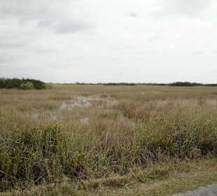 Everglades