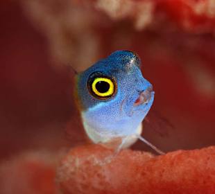 Underwater World Pemuteran