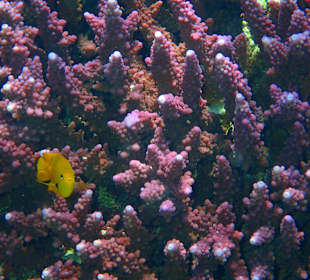 Schnorcheln Marsa Alam