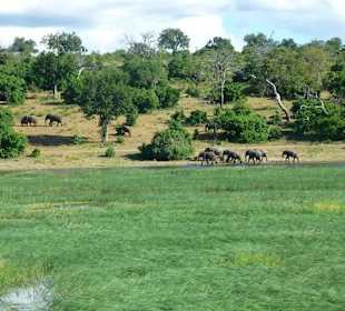 Bootssafari am Abend