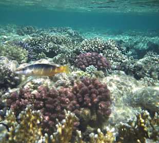 Fische in allen Farben und Formen