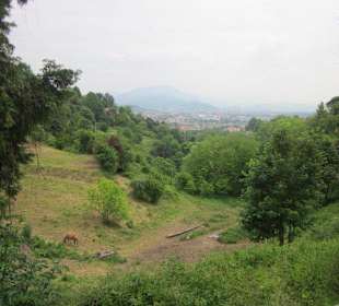 Viehweide mitten in der Altstadt