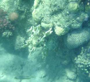 Riff mit eigenartiger Koralle