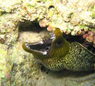 Grüne Muräne am Hausriff Hotel Carnelia Beach Resort