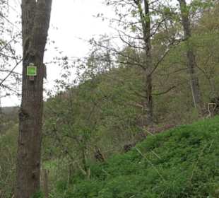 Premiumwanderweg Hochgebürzelt