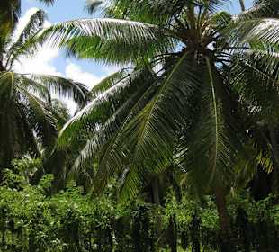 La Digue, L’Union Estate Naturschutzpark