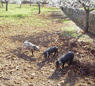 Schwarze Schweine auf dem Weg nach Porto Cristo  